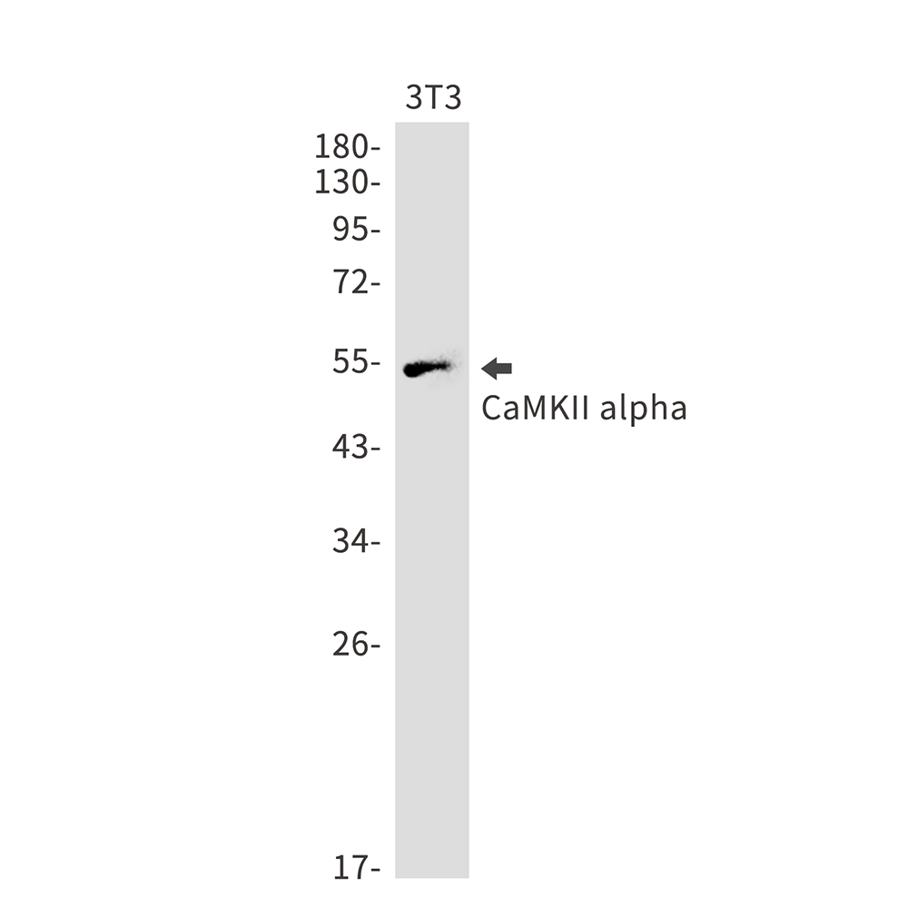 1 - CaMKII alpha Rabbit mAb AP75183