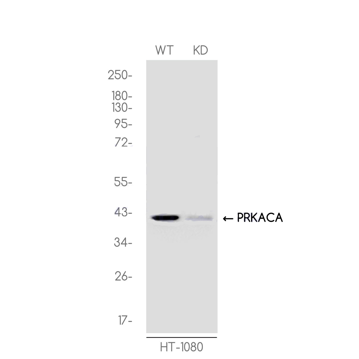 1 - [KD]cAMP Protein Kinase Catalytic Subunit Rabbit mAb AP75185