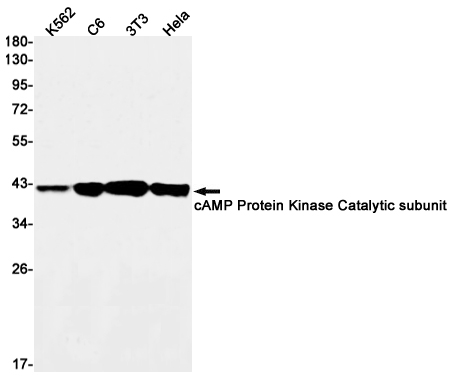 2 - [KD]cAMP Protein Kinase Catalytic Subunit Rabbit mAb AP75185