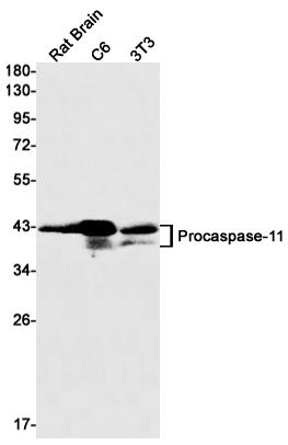 1 - Caspase 11 Rabbit mAb AP75193