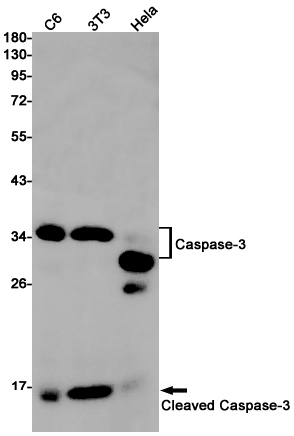 1 - Cleaved-Caspase 3 p17 Rabbit mAb AP75195