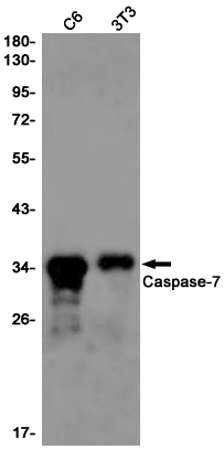 1 - Caspase 7 Rabbit mAb AP75196