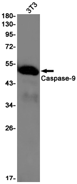 1 - Caspase 9 Rabbit mAb AP75197
