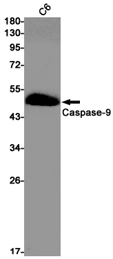 5 - Caspase 9 Rabbit mAb AP75197