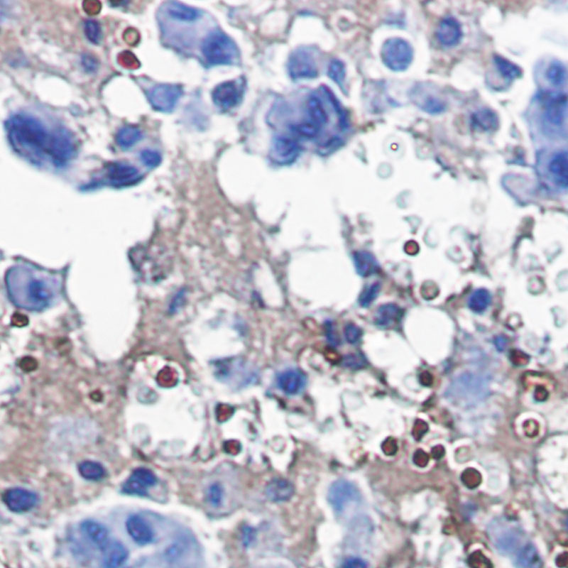 0 - [KO]Catalase Rabbit mAb AP75199