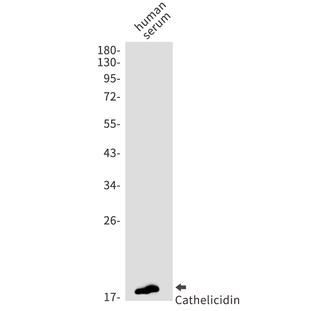 1 - Cathelicidin/CLP Rabbit mAb AP75201