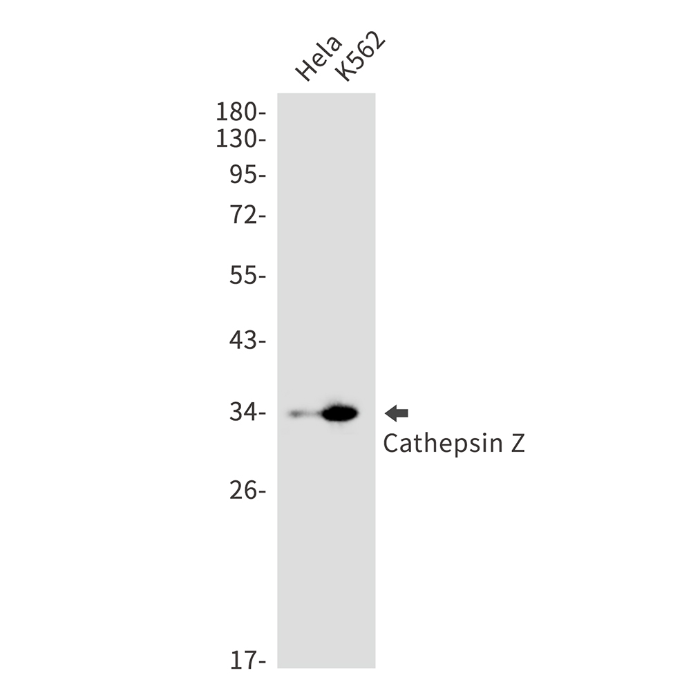 1 - Cathepsin Z Rabbit mAb AP75202