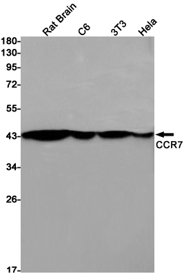 1 - CCR7 Rabbit mAb AP75208