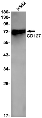 1 - CD127 Rabbit mAb AP75210