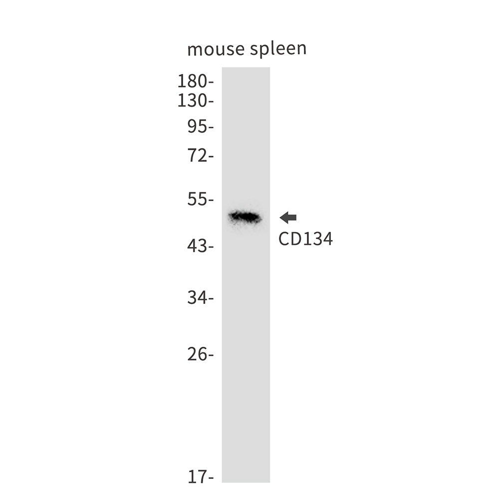 1 - CD134/OX40L Recepter Rabbit mAb AP75211