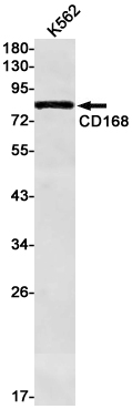 1 - [KD]CD168 Rabbit mAb AP75213