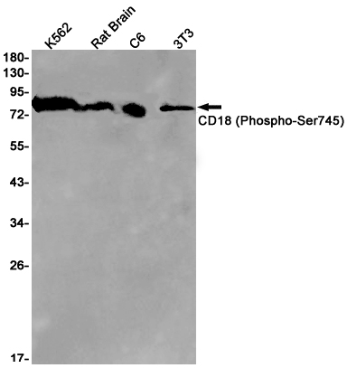 1 - Phospho-CD18 (Ser745) Rabbit mAb AP75214