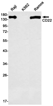 2 - CD22 Rabbit mAb AP75215