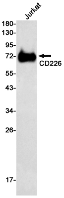 1 - CD226 Rabbit mAb AP75216