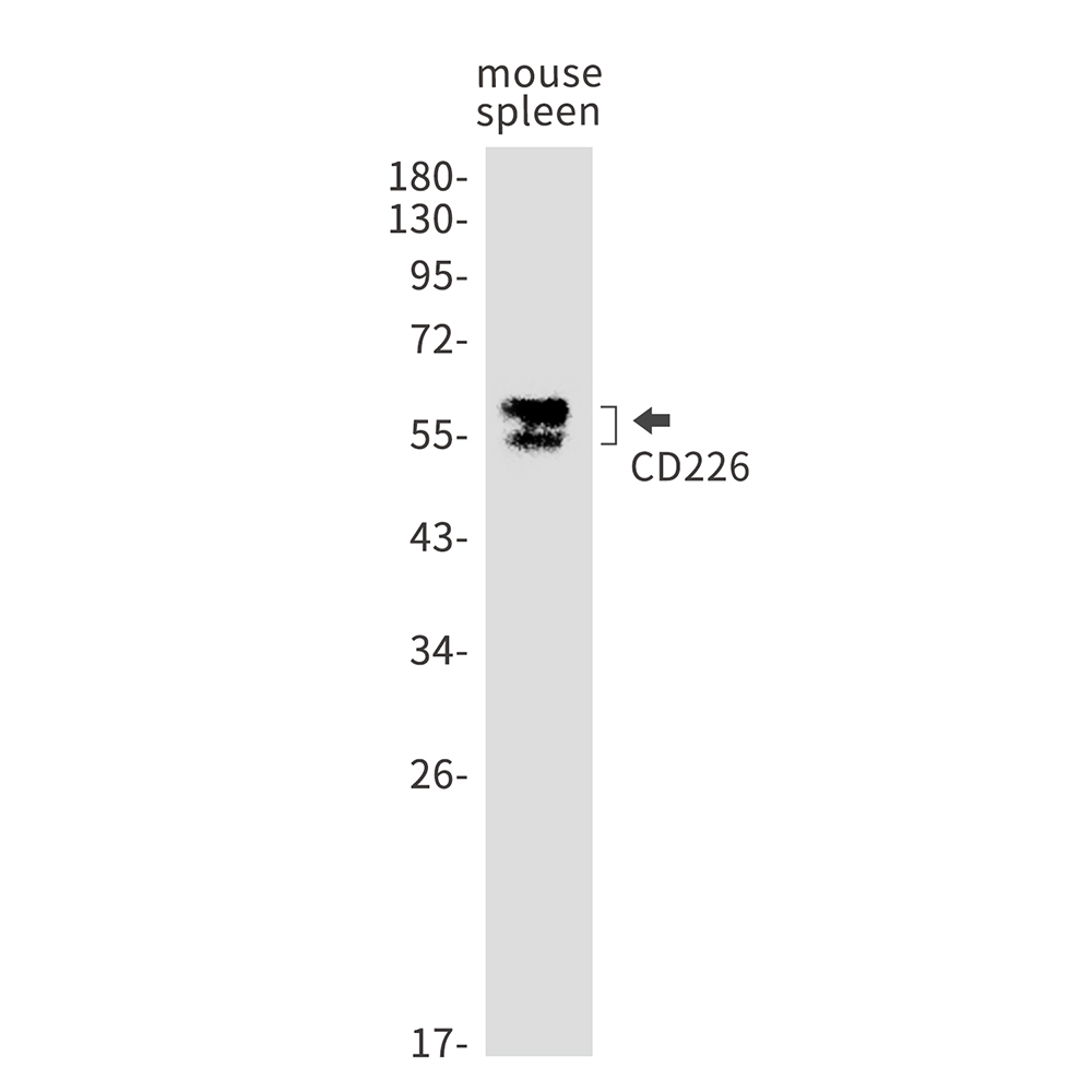 1 - CD226 Rabbit mAb AP75217