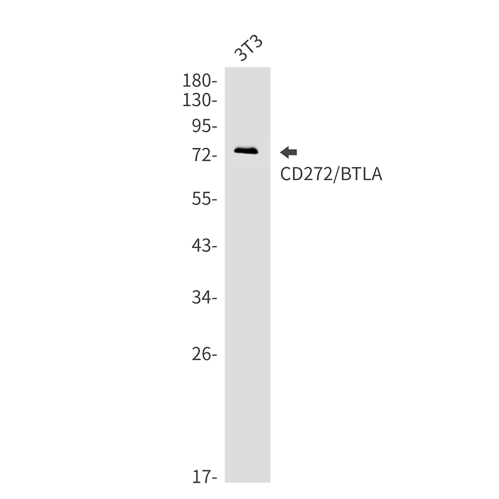 8 - CD272/BTLA Rabbit mAb AP75219