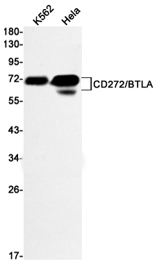 4 - CD272/BTLA Rabbit mAb AP75219