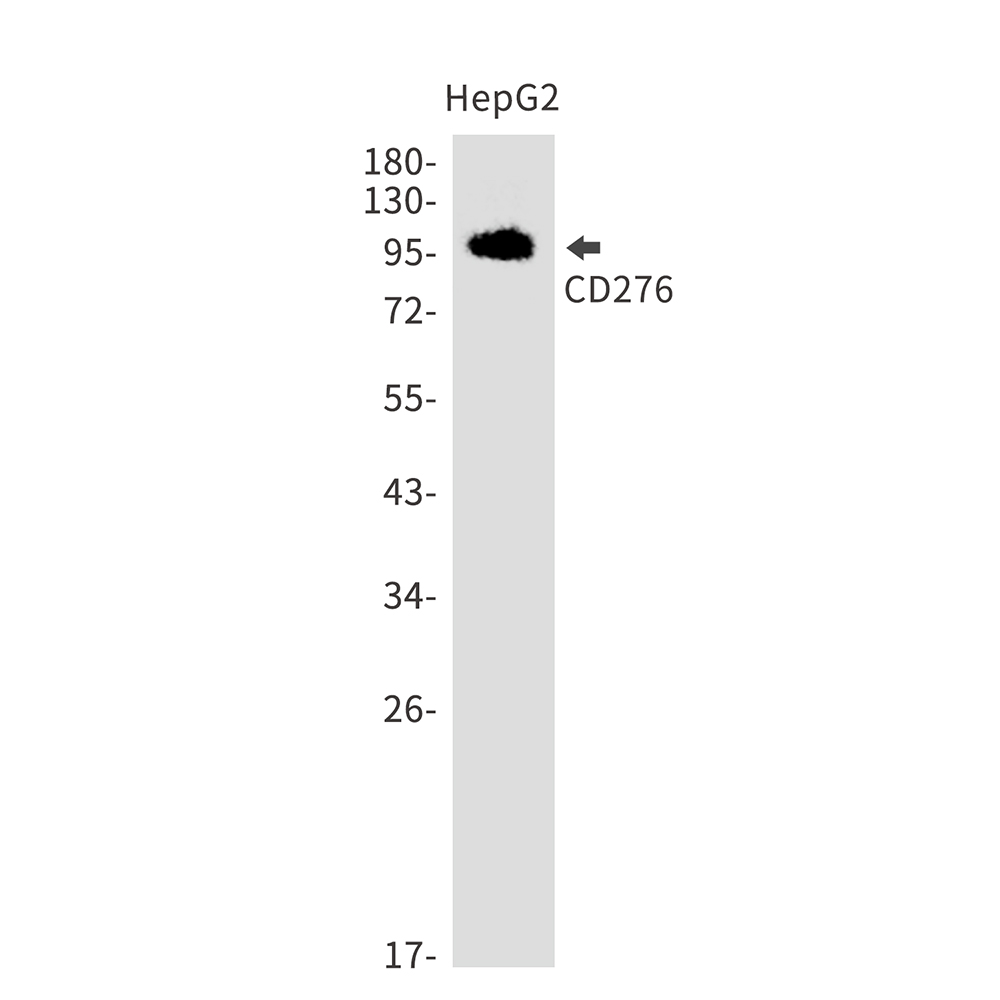 1 - CD276 Rabbit mAb AP75220