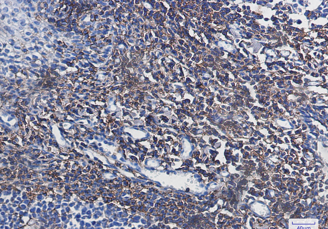 0 - CD44 Rabbit mAb AP75231