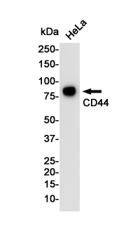 1 - CD44 Rabbit mAb AP75231
