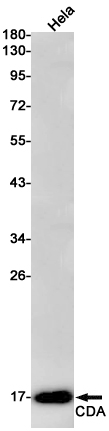 1 - [KO]CDA Rabbit mAb AP75237