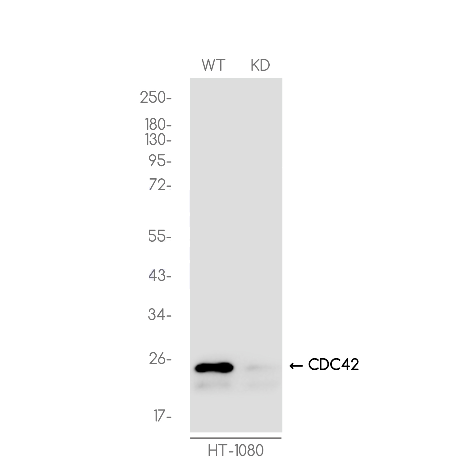1 - [KD]CDC42 Rabbit mAb AP75239