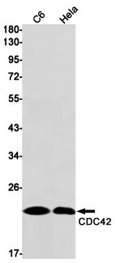 2 - [KD]CDC42 Rabbit mAb AP75239