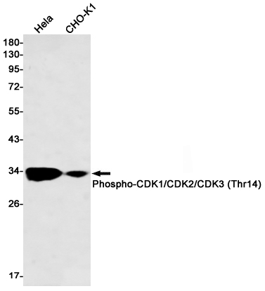 1 - Phospho-CDK1/2/3 (Thr14) Rabbit mAb AP75243