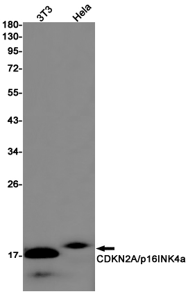 1 - CDKN2A/p16INK4a Rabbit mAb AP75250