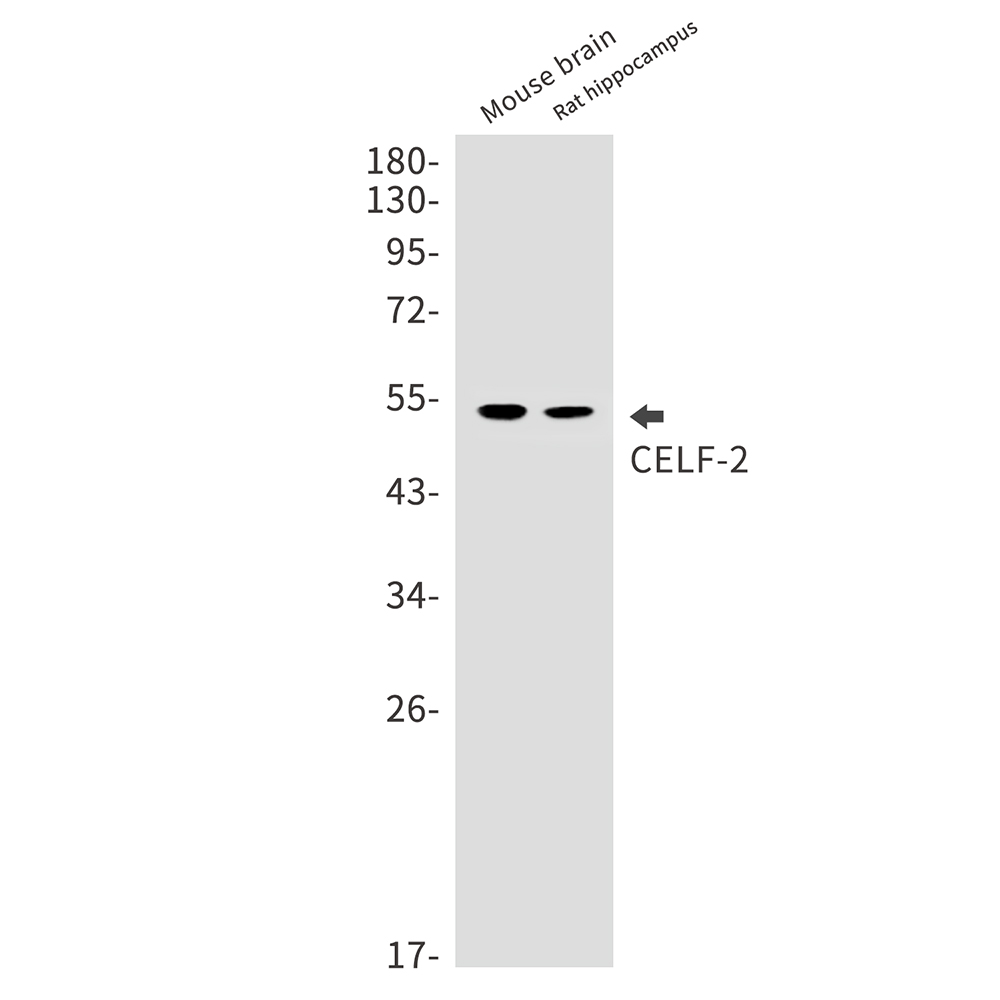 1 - CELF2 Rabbit mAb AP75253