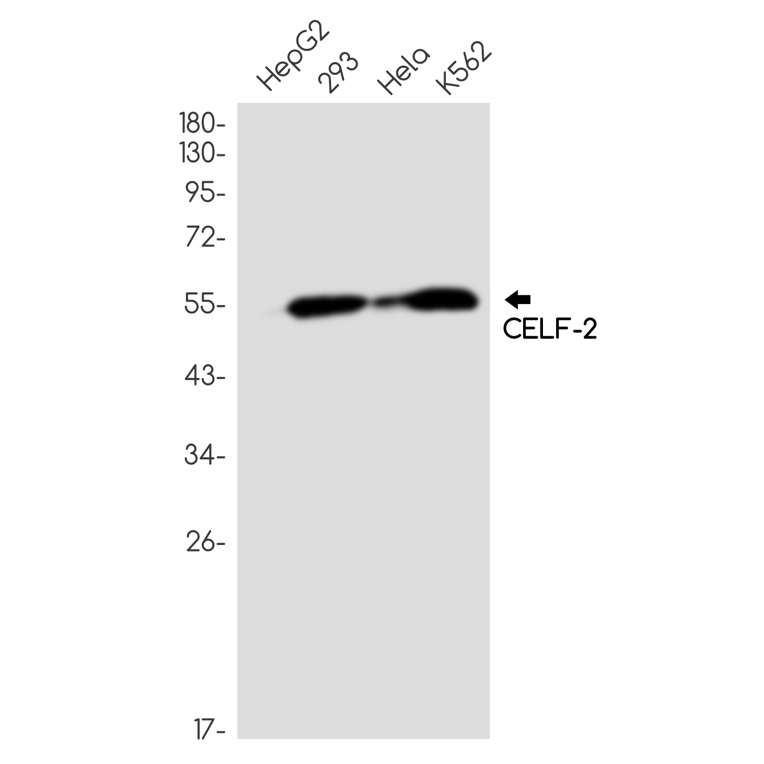 2 - CELF2 Rabbit mAb AP75253