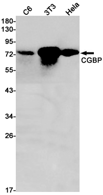 1 - [KD]CGBP Rabbit mAb AP75257