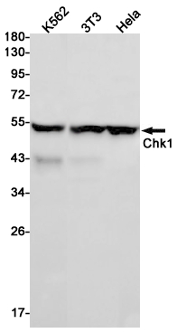 1 - Chk1 Rabbit mAb AP75258