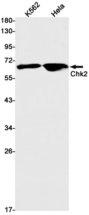 4 - [KO]Chk2 Rabbit mAb AP75259