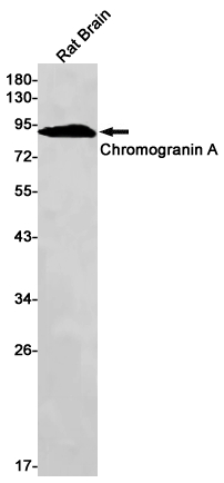 1 - Chromogranin A Rabbit mAb AP75262