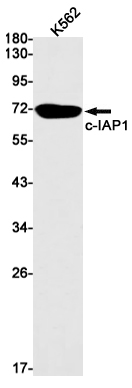 1 - cIAP1 Rabbit mAb AP75264