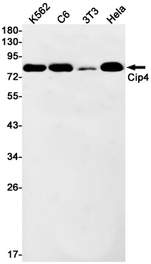 1 - Cip4 Rabbit mAb AP75265