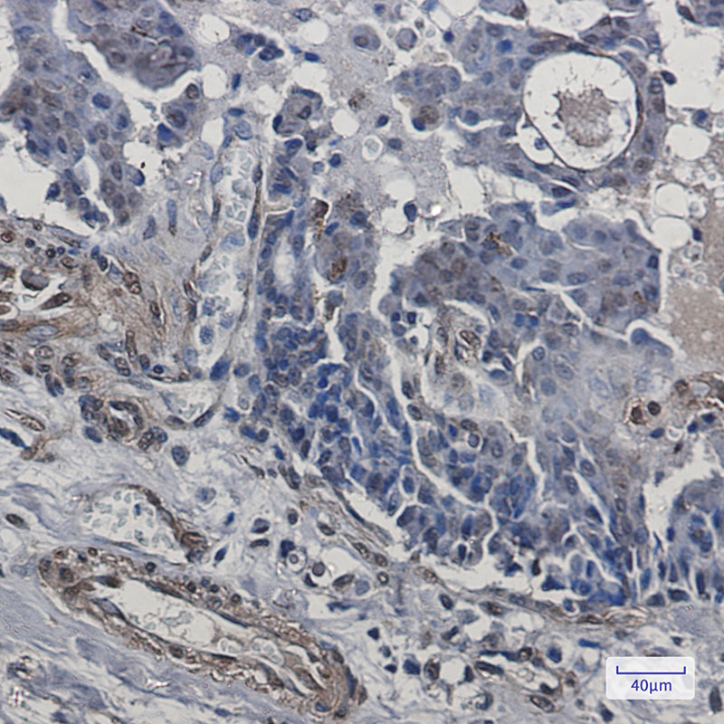 2 - Cip4 Rabbit mAb AP75266