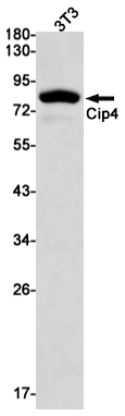 1 - Cip4 Rabbit mAb AP75266