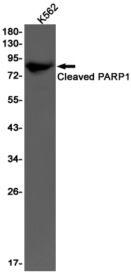 1 - Cleaved-PARP1 Rabbit mAb AP75270