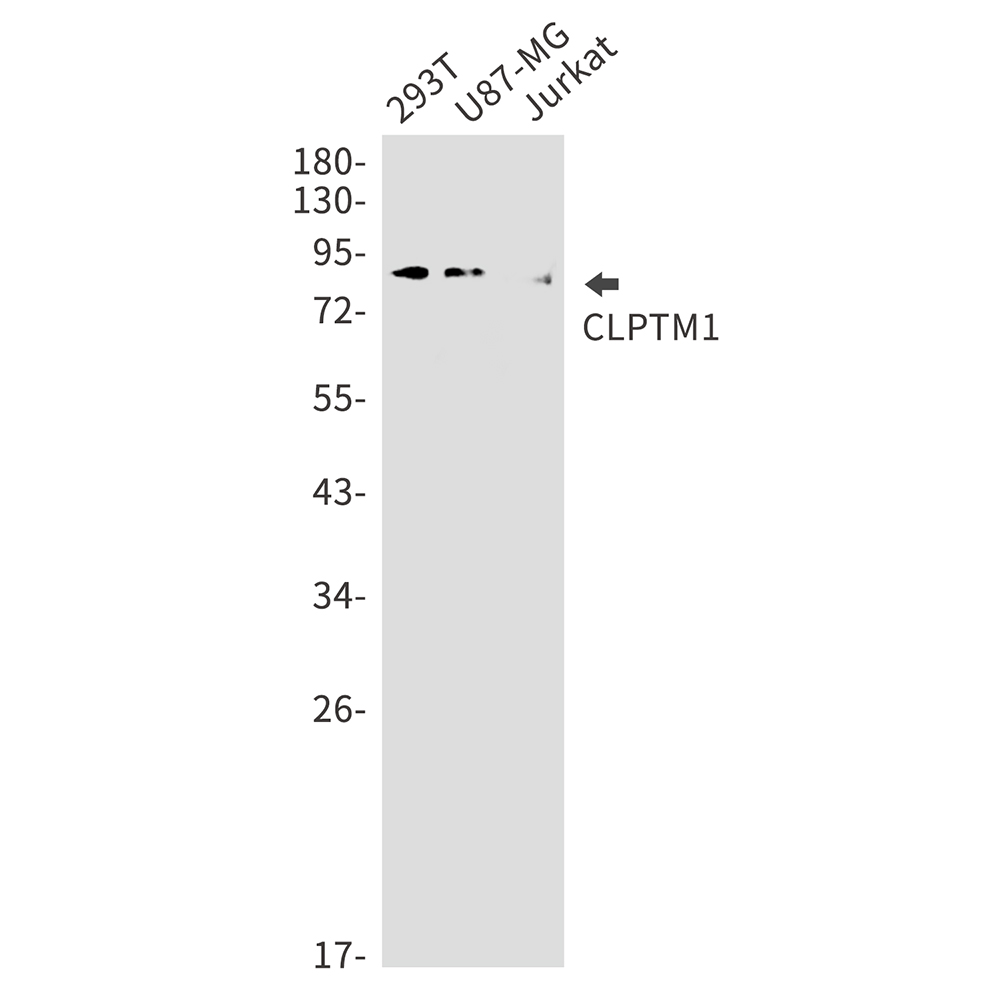 1 - CLPTM1 Rabbit mAb AP75273