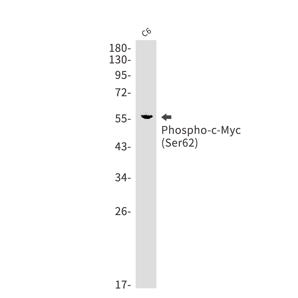 1 - Phospho-c-Myc (Ser62) Rabbit mAb AP75275