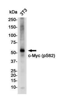 2 - Phospho-c-Myc (Ser62) Rabbit mAb AP75275