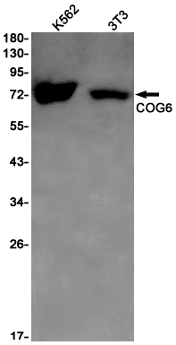 1 - COG6 Rabbit mAb AP75276