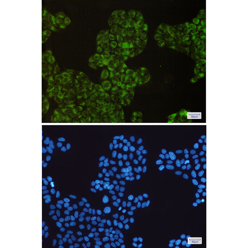 8 - Cyclooxygenase 1 Rabbit mAb AP75281
