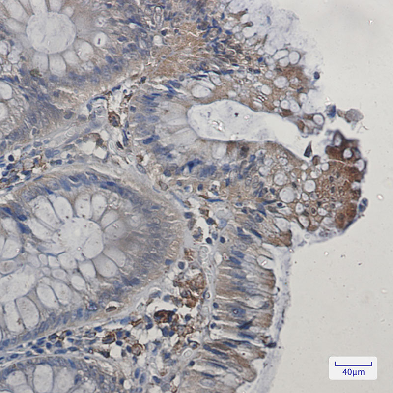 4 - Cyclooxygenase 1 Rabbit mAb AP75281