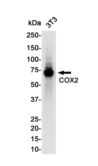 1 - COX2 / Cyclooxygenase 2 Rabbit mAb AP75282