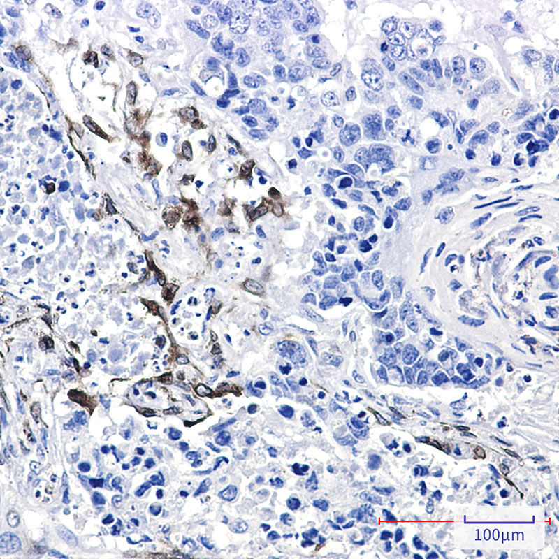 2 - COX2 / Cyclooxygenase 2 Rabbit mAb AP75283