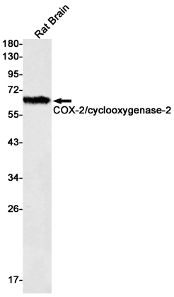 1 - COX2 / Cyclooxygenase 2 Rabbit mAb AP75283