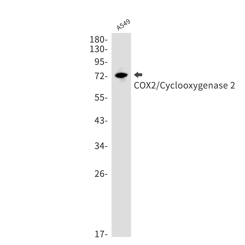 1 - COX2 / Cyclooxygenase 2 Rabbit mAb AP75284